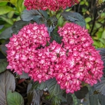 Hydrangea macrophylla Eclipse (3)