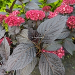 Hydrangea macrophylla Eclipse (4)