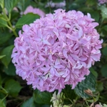 Hydrangea macrophylla Inspire (1)