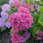 Hydrangea macrophylla Princess Diana