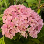 Hydrangea macrophylla Perfection (2)