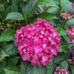 Hydrangea macrophylla Red Angel (1)