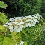 Hydrangea quercifolia Alice (1)