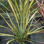 Phormium Apricot Queen (1)
