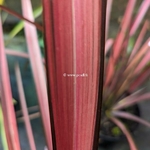 Phormium Evening Glow (1)
