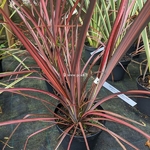 Phormium Evening Glow