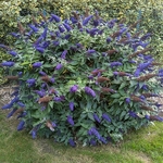 Buddleja Rocketstar Indigo (5)