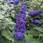 Buddleja Rocketstar Indigo (4)