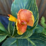 Canna Tropicanna Gold (5)