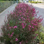 Gaura lindheimeri ROUGE (2)