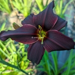 Hemerocallis American Revolution