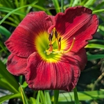 Hemerocallis Baja