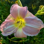 Hemerocallis Chosen Love