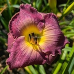 Hemerocallis Court Magician