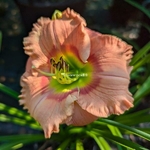 Hemerocallis Elegant Candy (2)