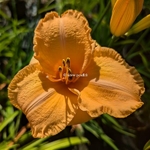 Hemerocallis Flames of Fortune