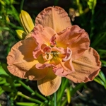 Hemerocallis France Joiner