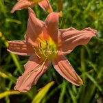 Hemerocallis Luxury Lace