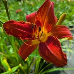 Hemerocallis Scarlock (2)