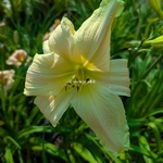 Hemerocallis Silver Circus (1)