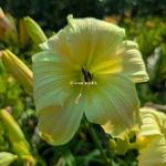 Hemerocallis Silver Circus (2)