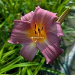 Hemerocallis Sugar Candy