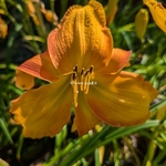 Hemerocallis Wild One (1)