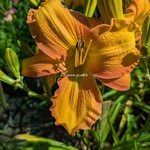Hemerocallis Wild One (2)