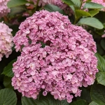 Hydrangea macrophylla Ayesha (4)