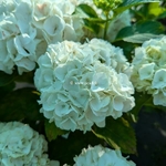Hydrangea macrophylla Bride (4)