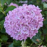 Hydrangea macrophylla Inspire (5)