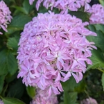 Hydrangea macrophylla Inspire (6)