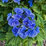 Hydrangea macrophylla Starlit Sky (3)