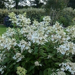 Hydrangea paniculata Pastel Green (8)