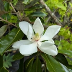 Magnolia grandiflora Little Gem (9)