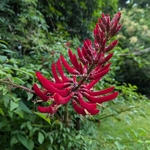 Erythrina x bidwilly (1)