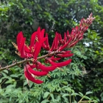 Erythrina x bidwilli