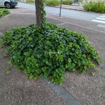 Hedera algeriensis (1)