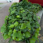 Hedera algeriensis (2)
