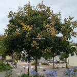 Koelreuteria paniculata (2)