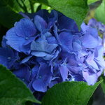 Hydrangea macrophylla Marina