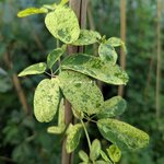 Akebia quinata Variegata (1)