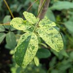 Akebia quinata Variegata (4)