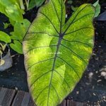Colocasia esculenta Blue Hawaï