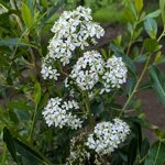 Escallonia bifida (1)