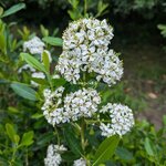 Escallonia bifida (2)