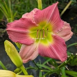 Hemerocallis Final Touch (1)