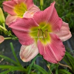 Hemerocallis Final Touch (2)