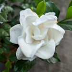 Gardenia jasminoides Double Diamonds
