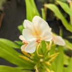 Hedychium Peach Ice Cream (1)